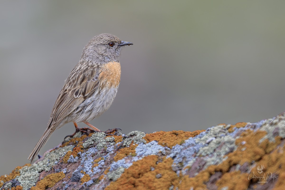 Robin Accentor - Chiranjib Dutta