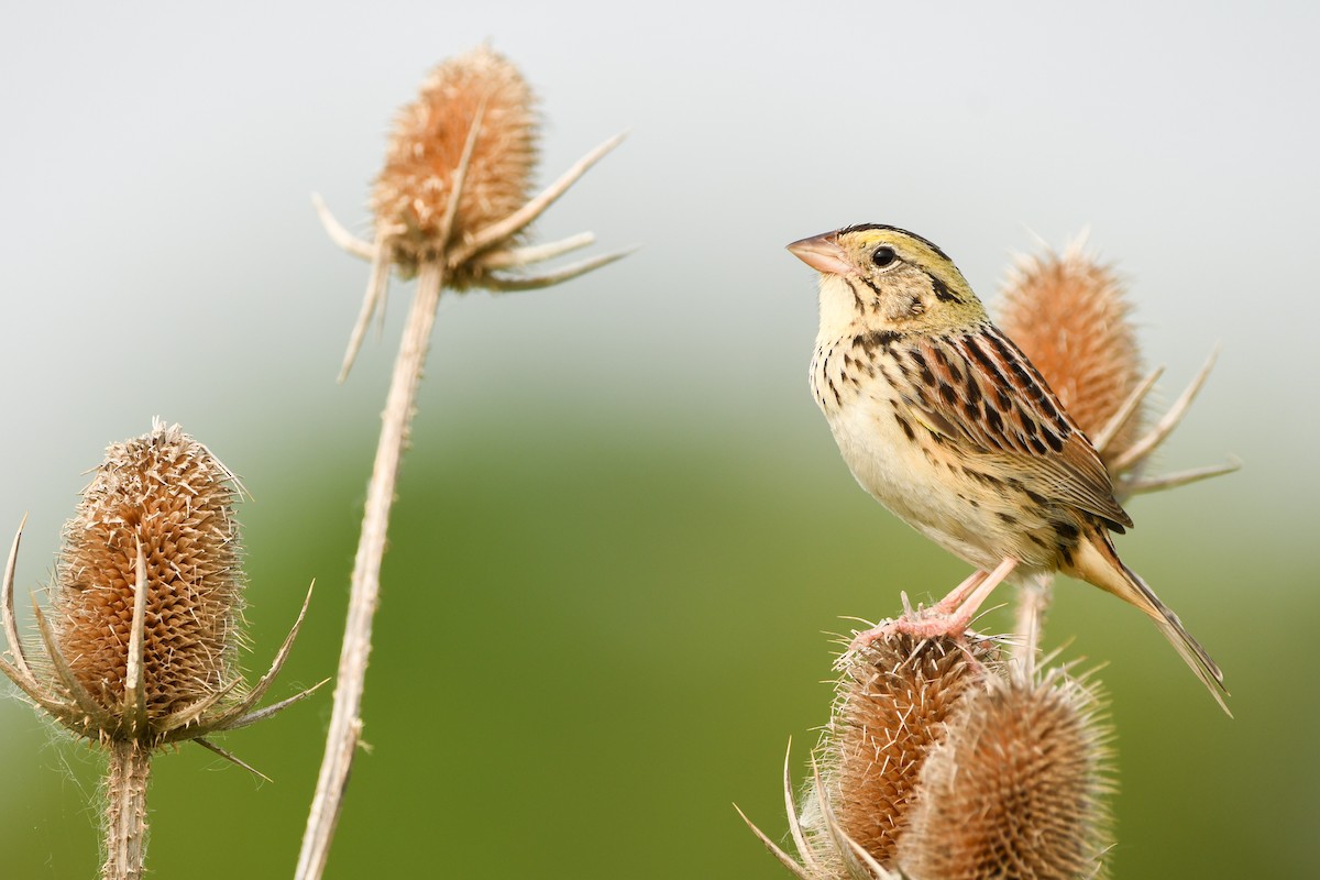 Henslow's Sparrow - ML588194071