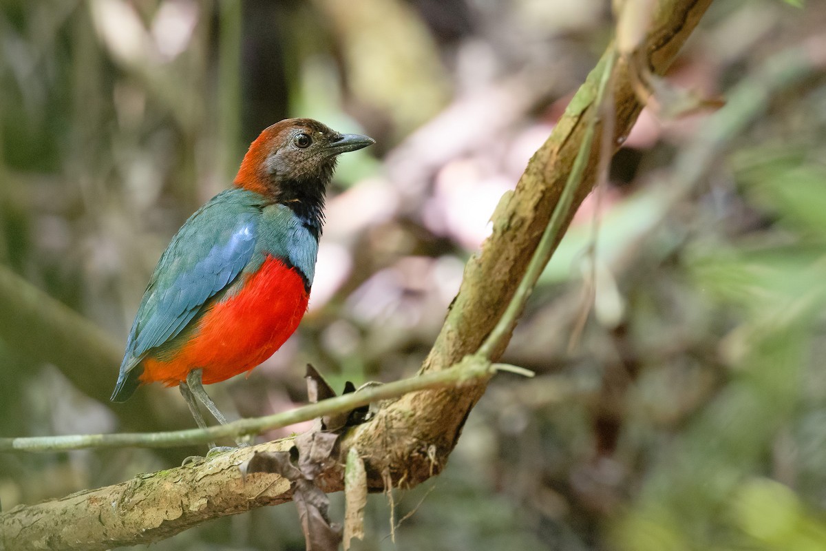 Papuan Pitta - ML588194151