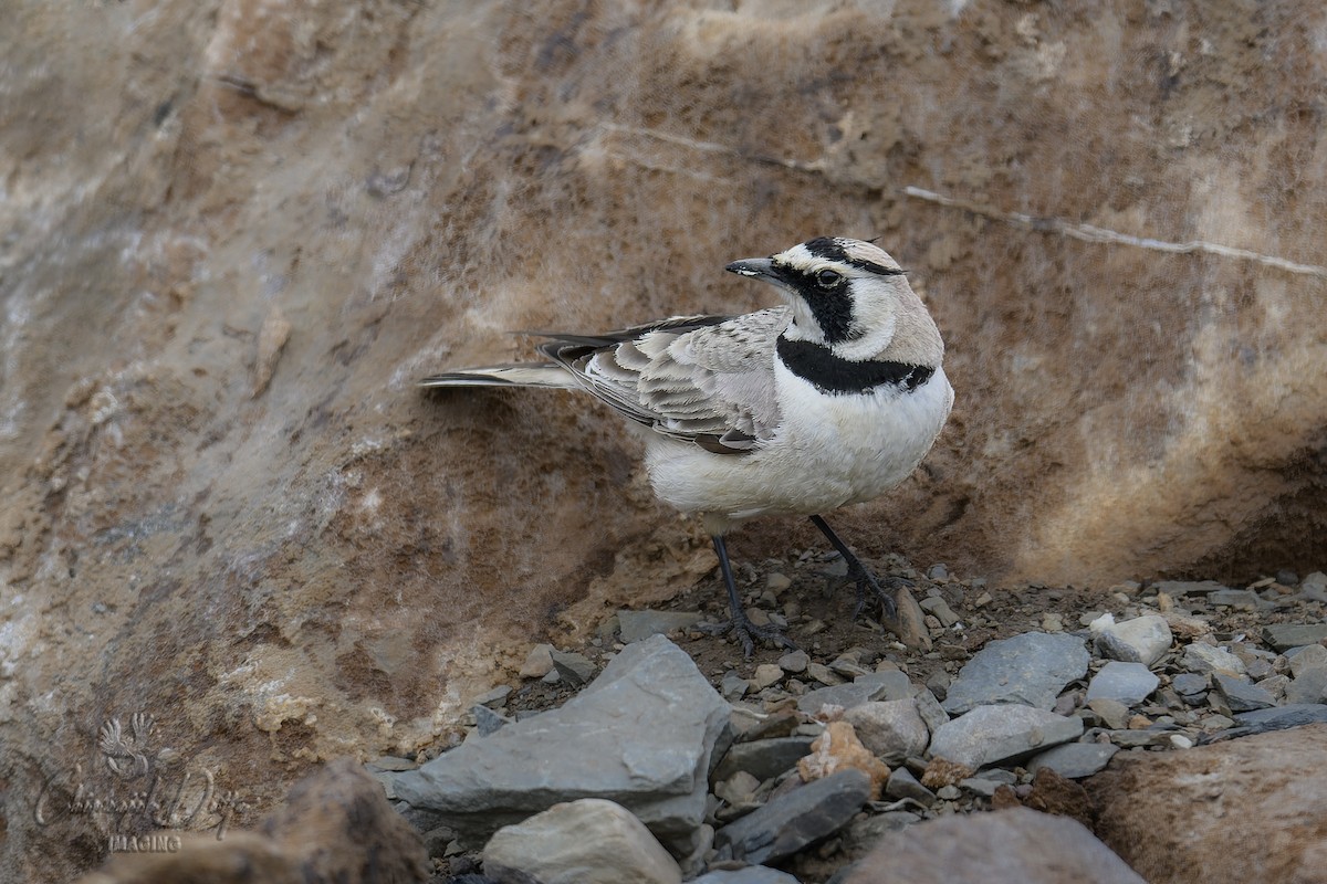 Horned Lark - Chiranjib Dutta