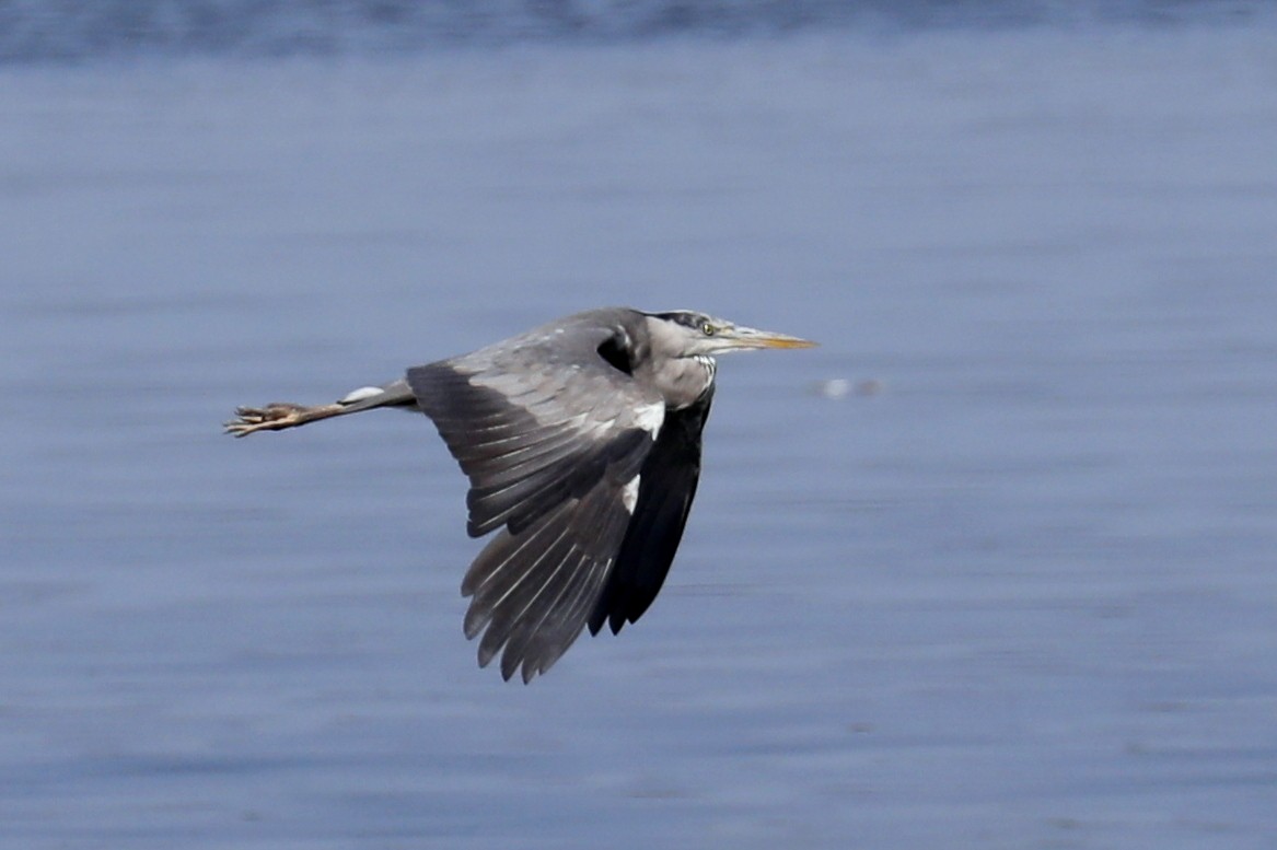 Gray Heron - Leif Hoven