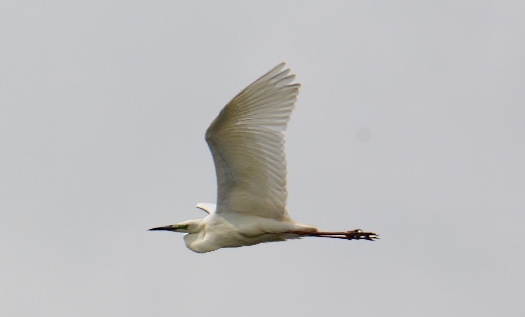 Great Egret - Gerco Hoogeweg