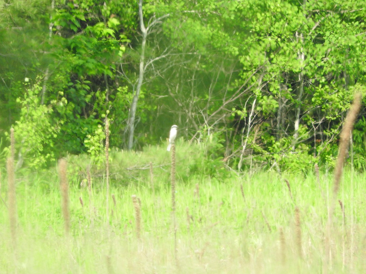 Loggerhead Shrike - ML588195971