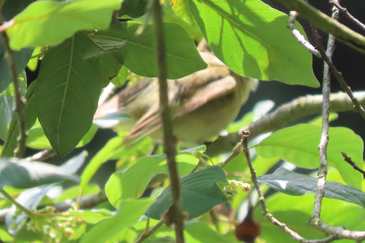 Iberian Chiffchaff - ML588196751