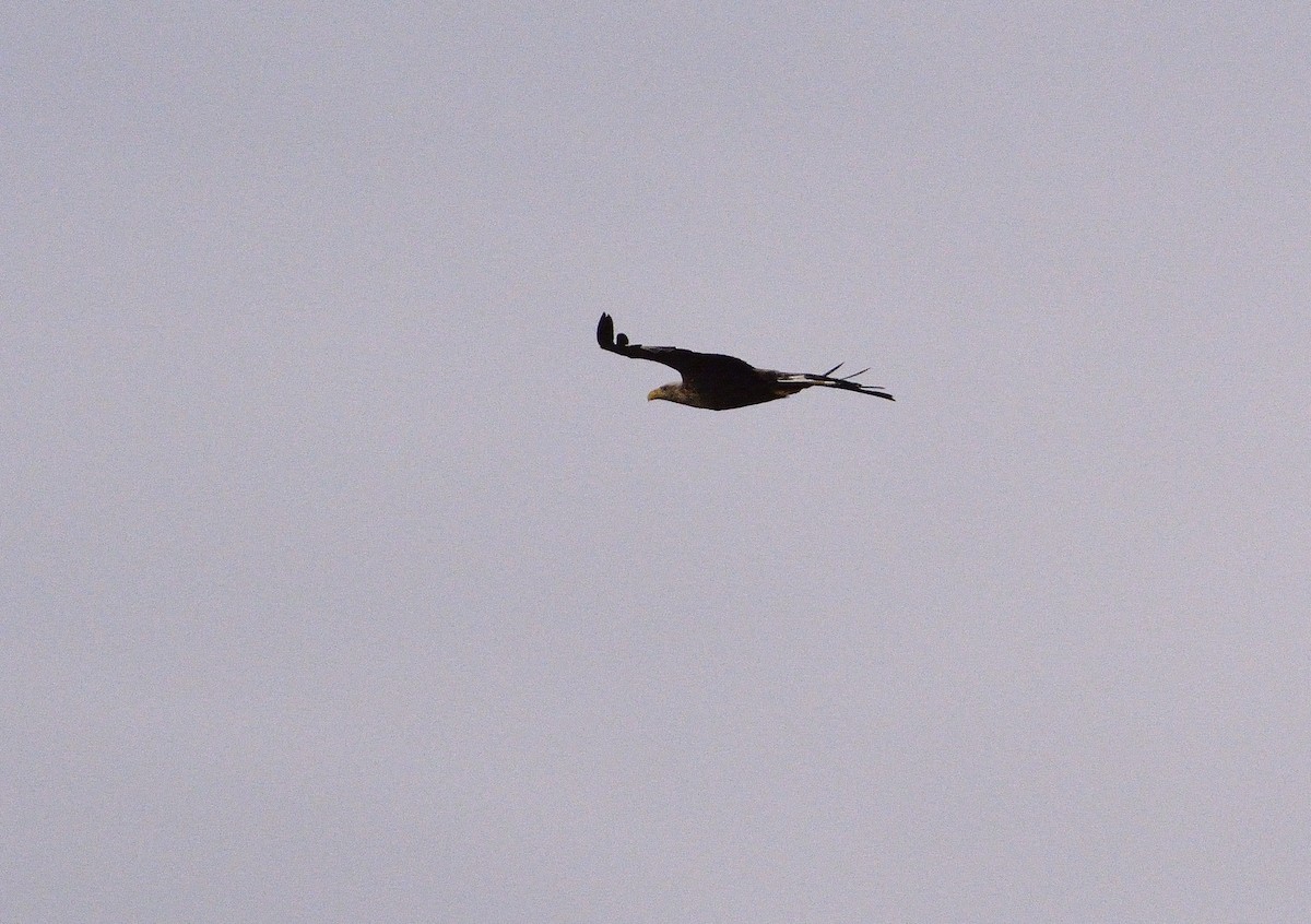 White-tailed Eagle - ML588197091