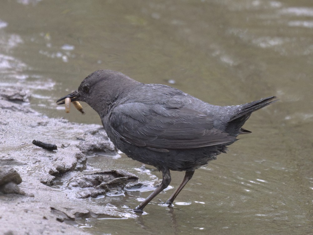 American Dipper - ML588197291