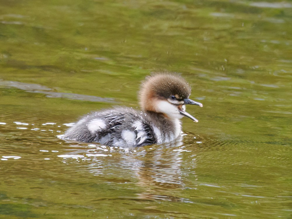 Red-breasted Merganser - ML588198121