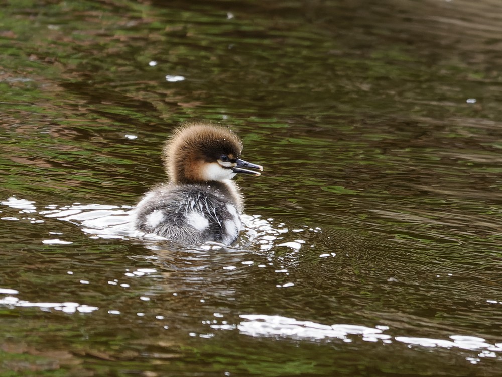 Red-breasted Merganser - ML588198131