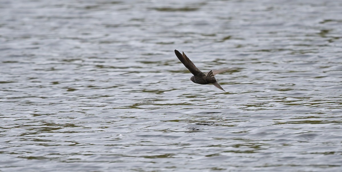 Common Swift - ML588199031