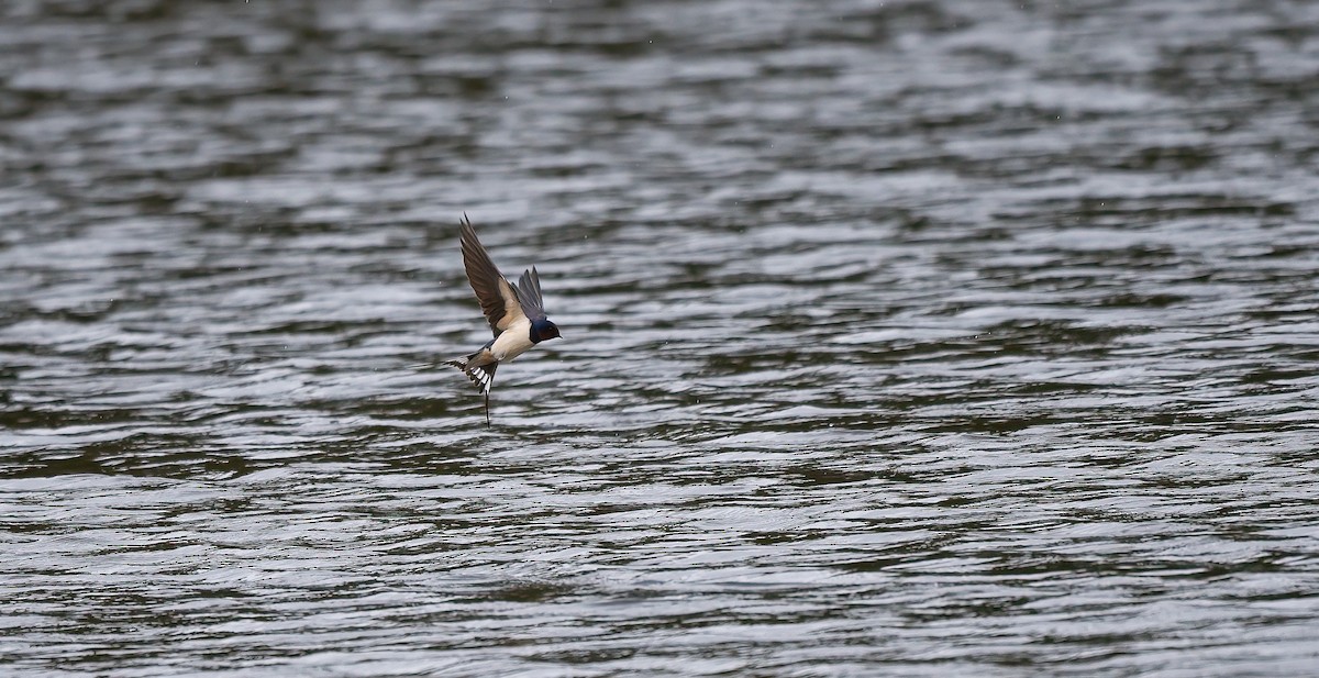 Barn Swallow - ML588199101