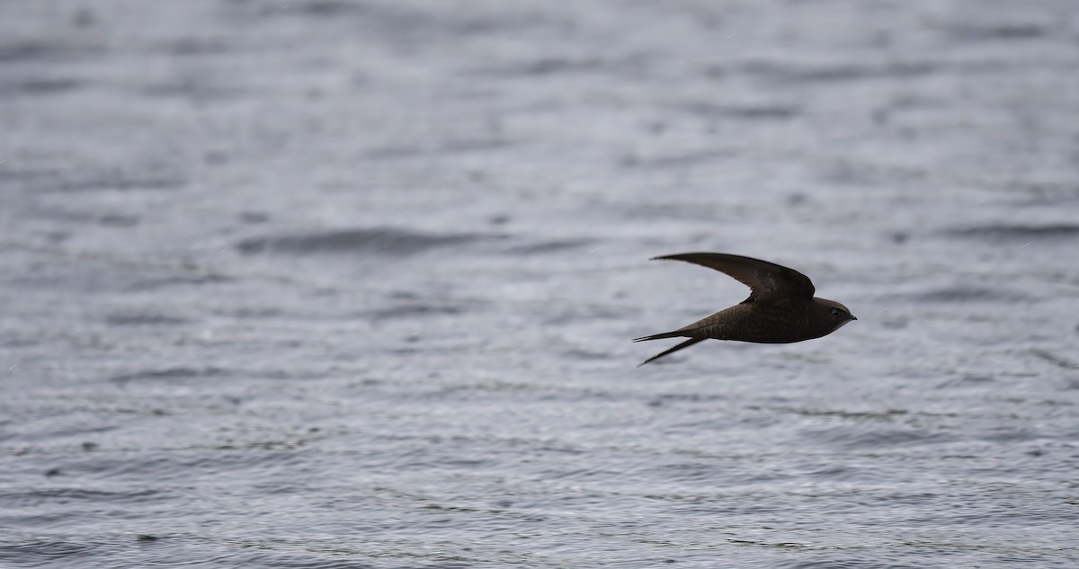 Common Swift - ML588199201