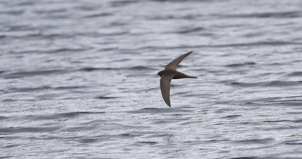 Common Swift - ML588199221