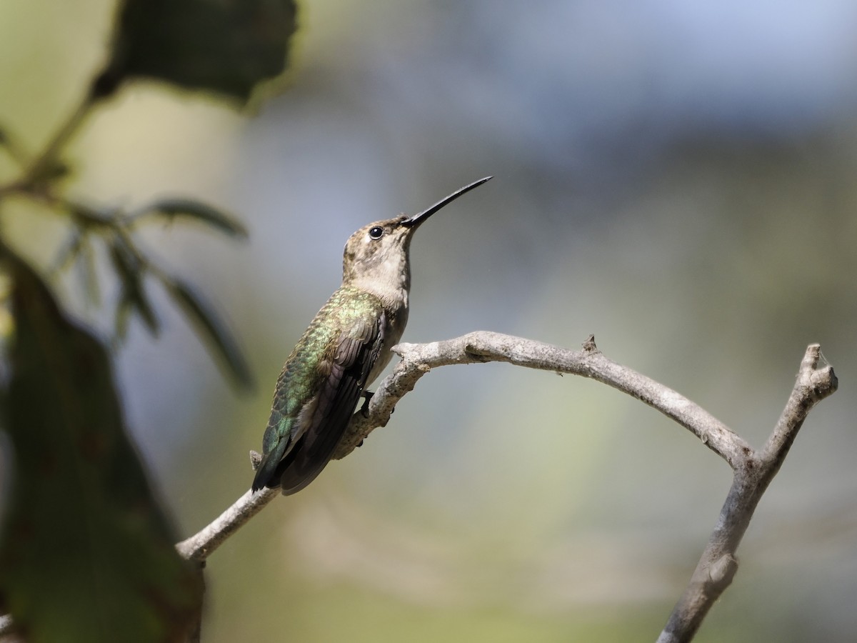 Black-chinned Hummingbird - ML588200531