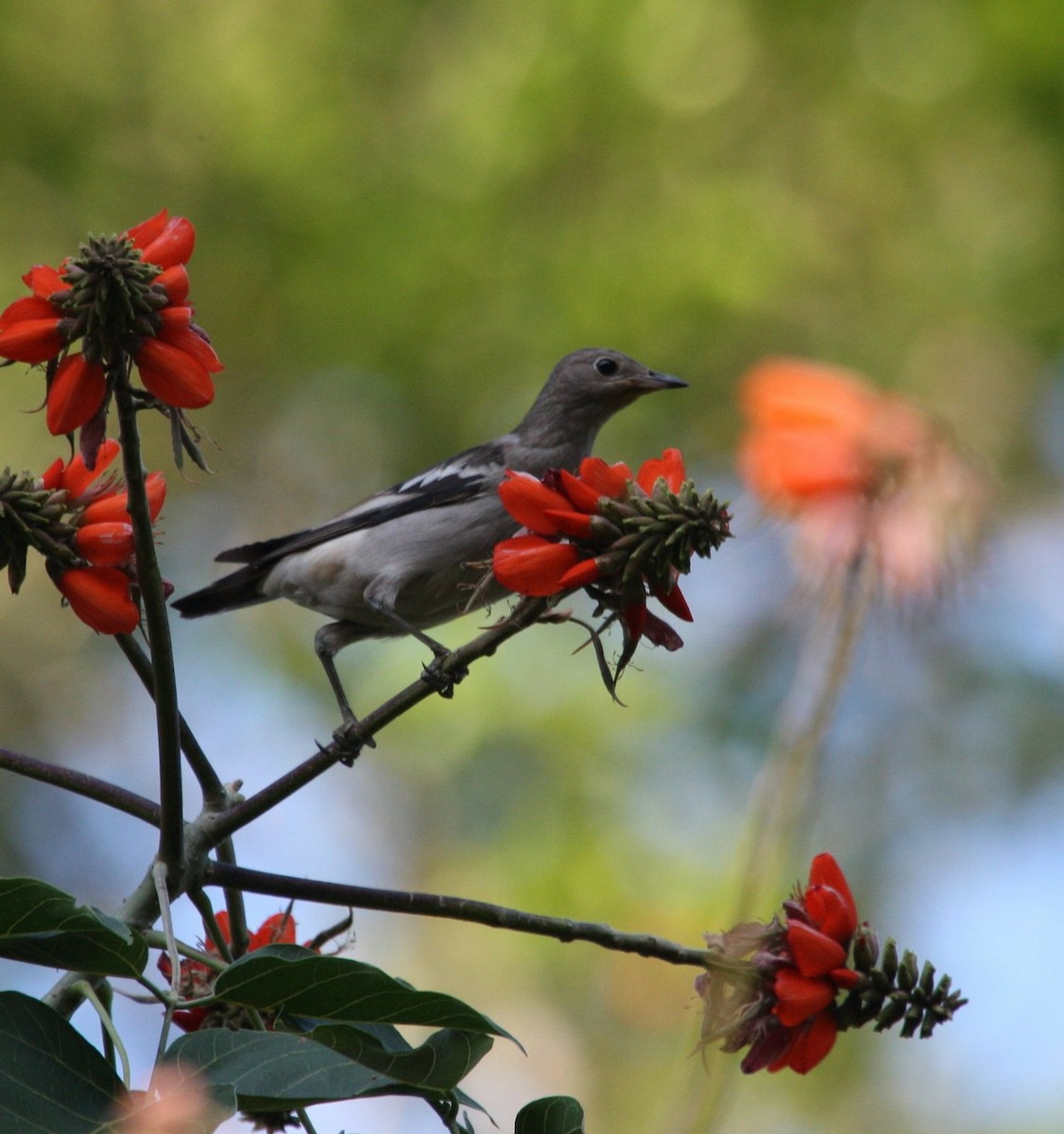 Daurian Starling - ML58820111