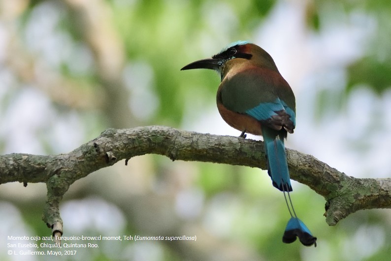 Turquoise-browed Motmot - ML58820251