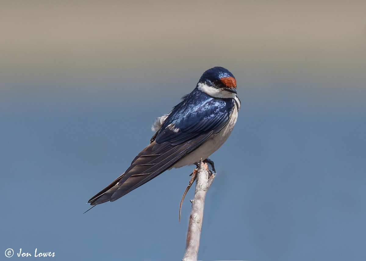 White-throated Swallow - Jon Lowes