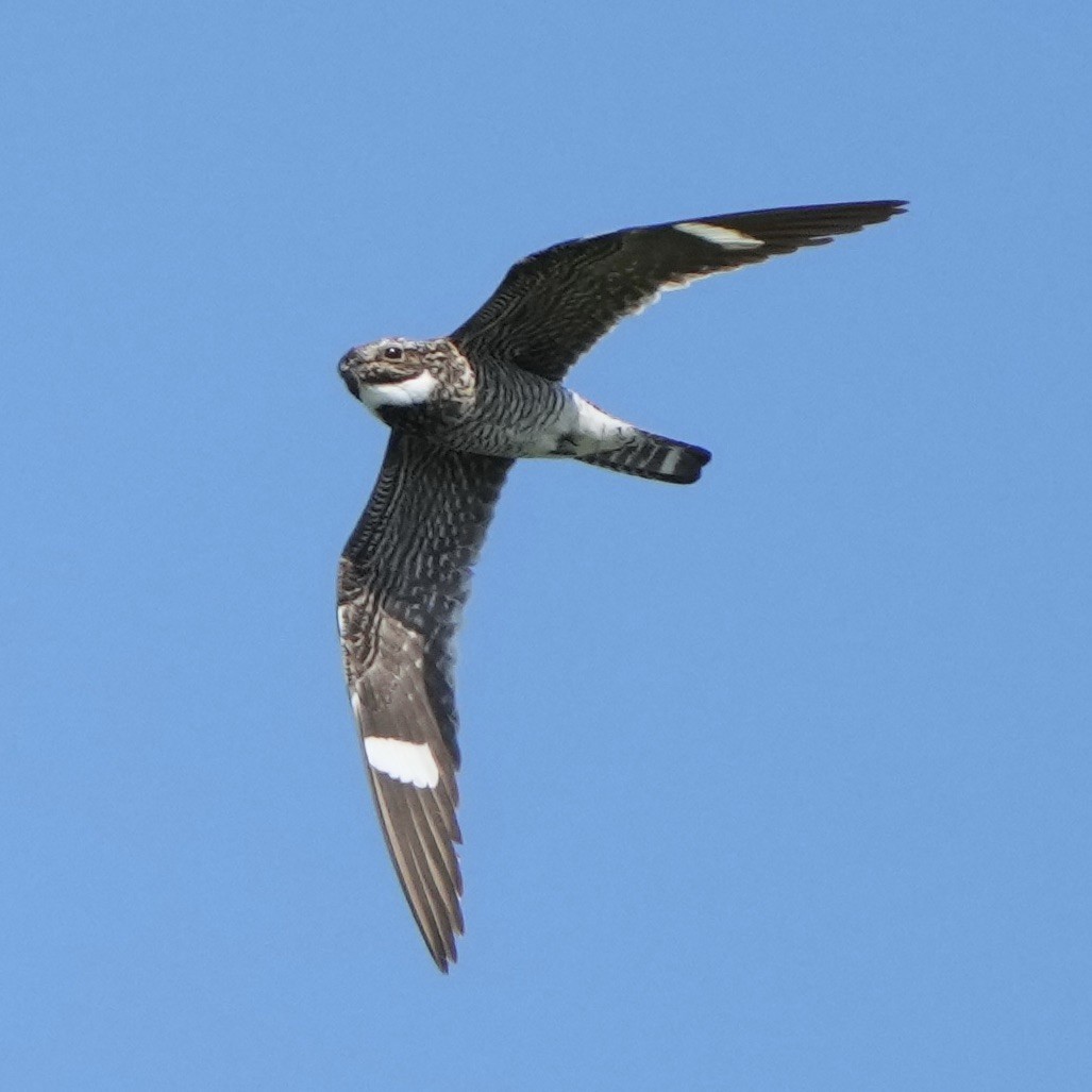 Common Nighthawk - ML588203021