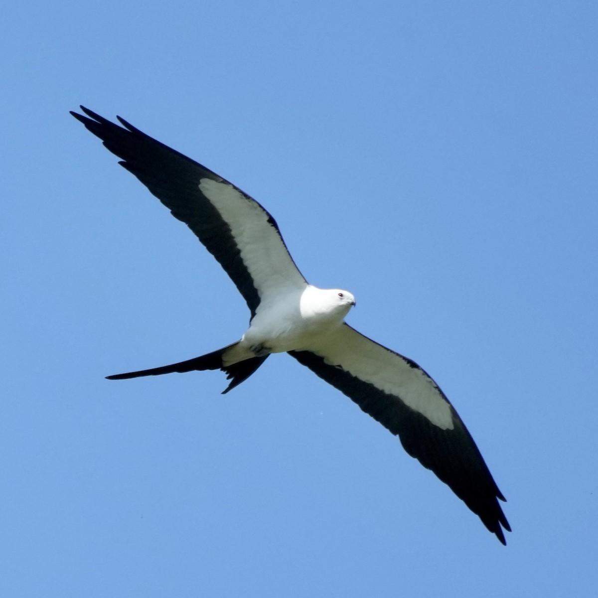 Swallow-tailed Kite - ML588203081