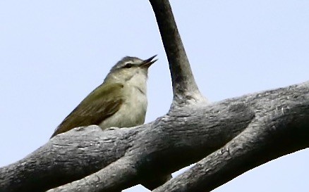 Tennessee Warbler - ML588203281