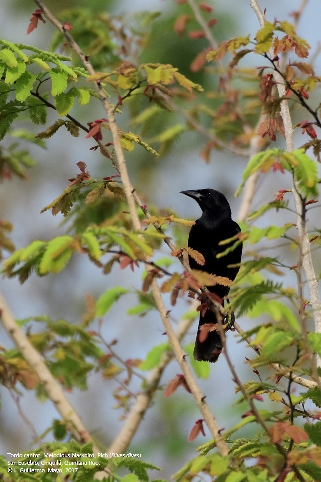 Melodious Blackbird - ML58820341