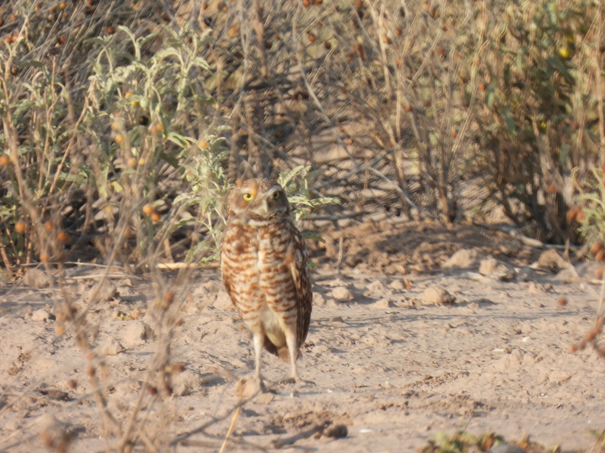 Burrowing Owl - ML588204241