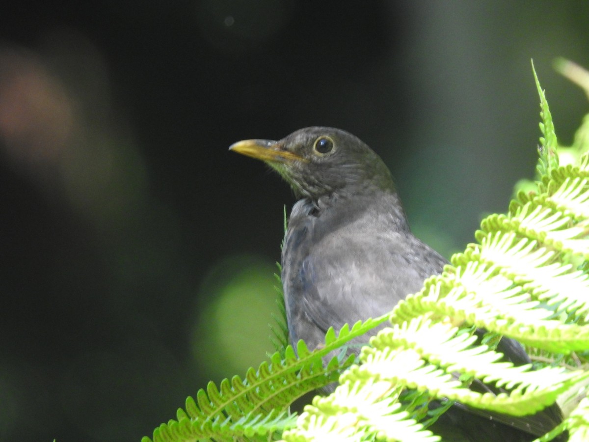 Eurasian Blackbird - Miguel Mitchél