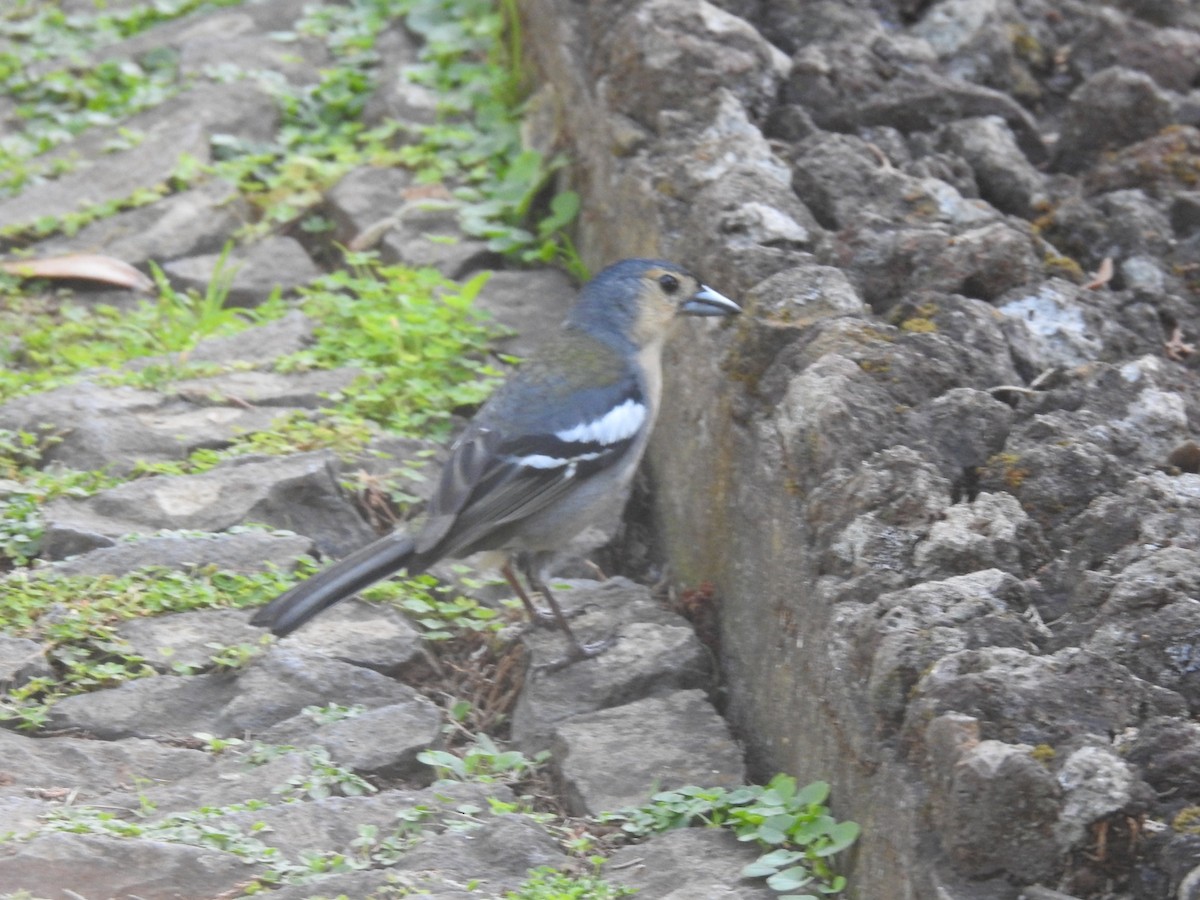 Madeira Chaffinch - Miguel Mitchél