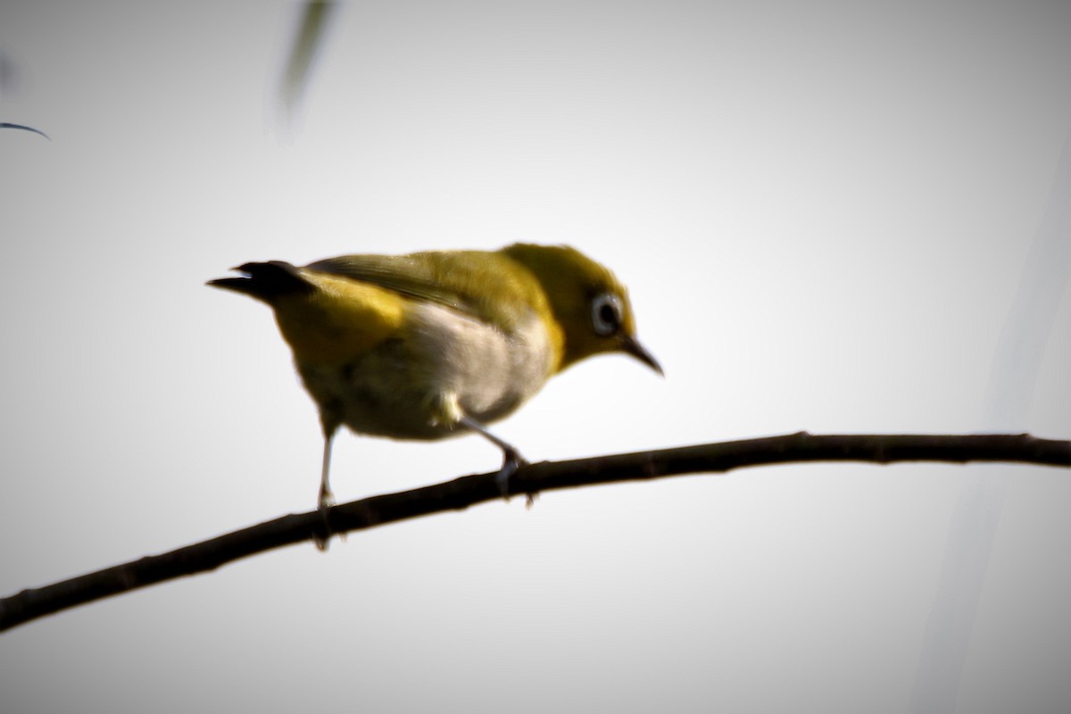 Indian White-eye - ML58820561