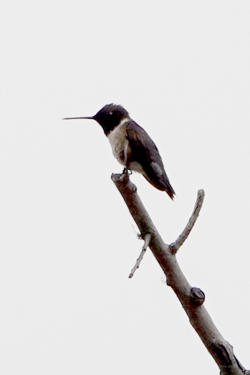 Black-chinned Hummingbird - ML588205621