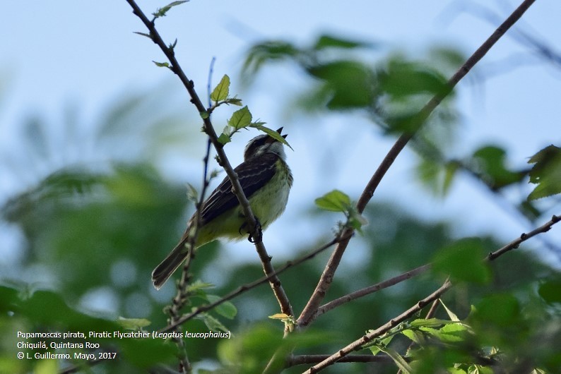 Piratic Flycatcher - ML58820631