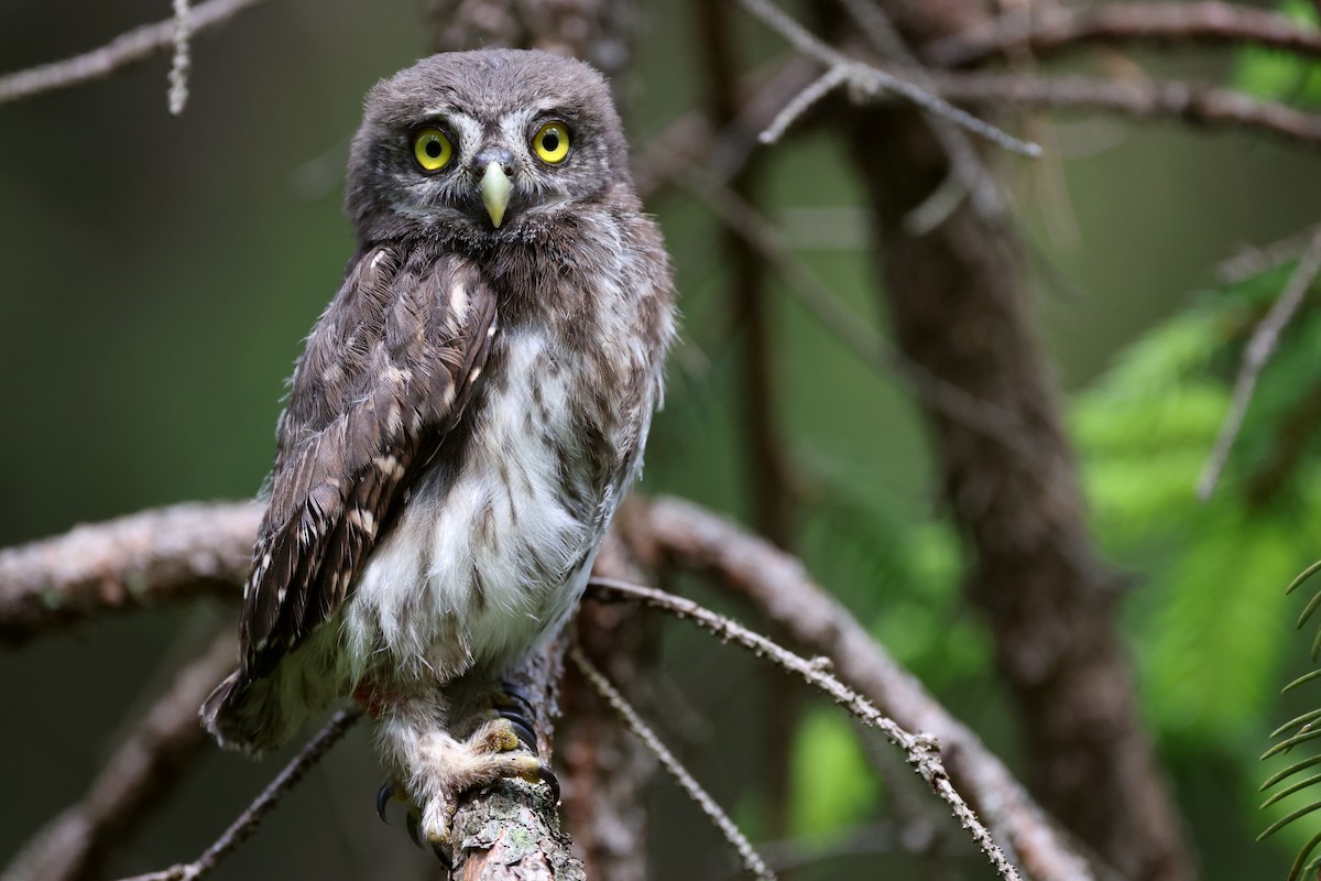 Eurasian Pygmy-Owl - ML588207101