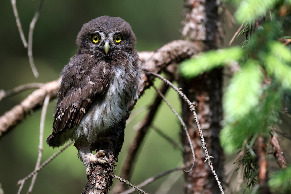 Eurasian Pygmy-Owl - ML588207111