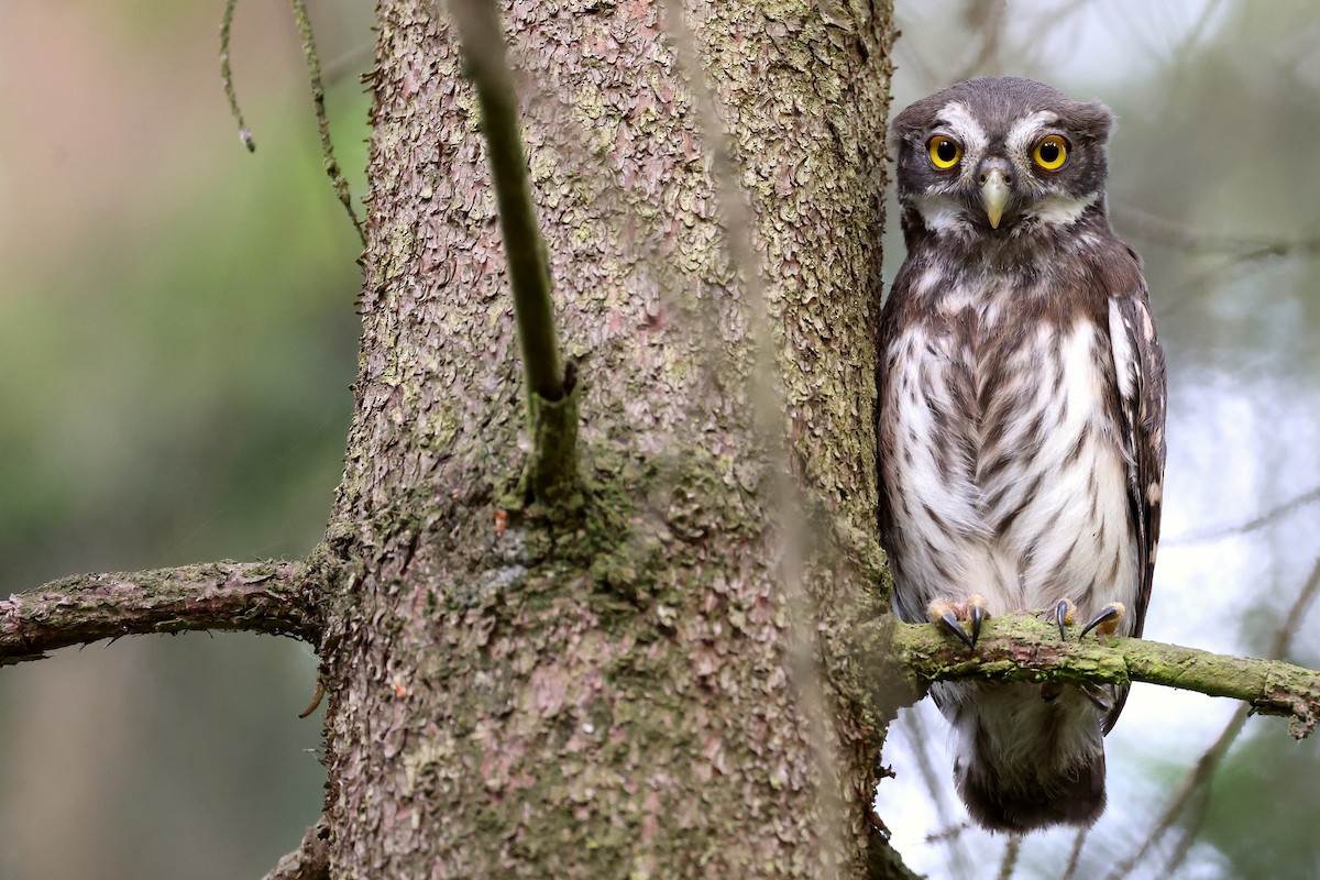 Eurasian Pygmy-Owl - ML588207121