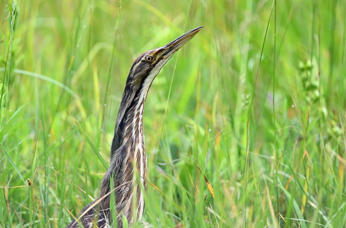 American Bittern - ML588207751