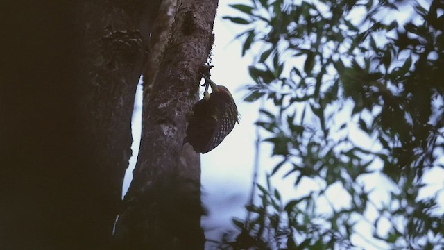 Blond-crested Woodpecker - ML588208351