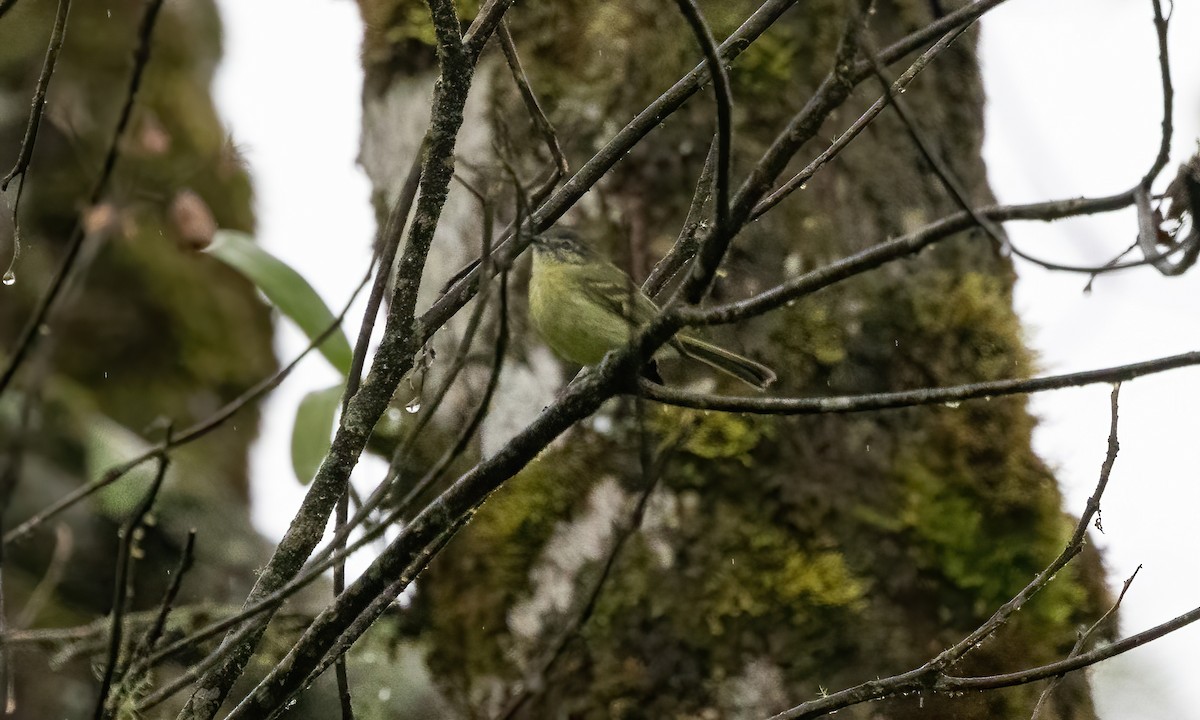 Ecuadorian Tyrannulet - Paul Fenwick