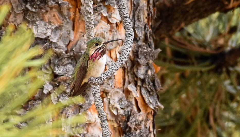 Calliope Hummingbird - ML588209691