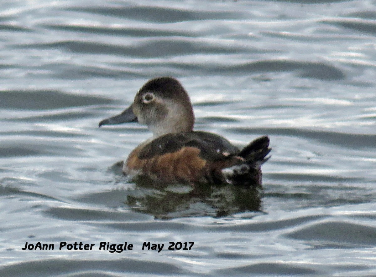 Ring-necked Duck - ML58820971