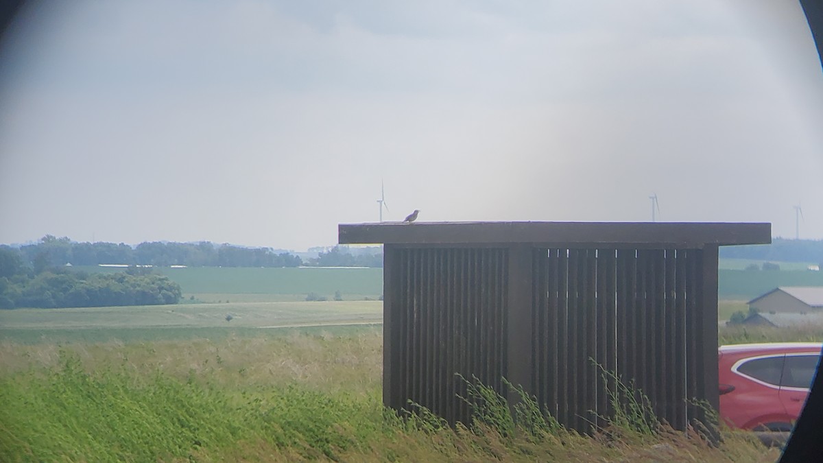 Western Meadowlark - ML588210051