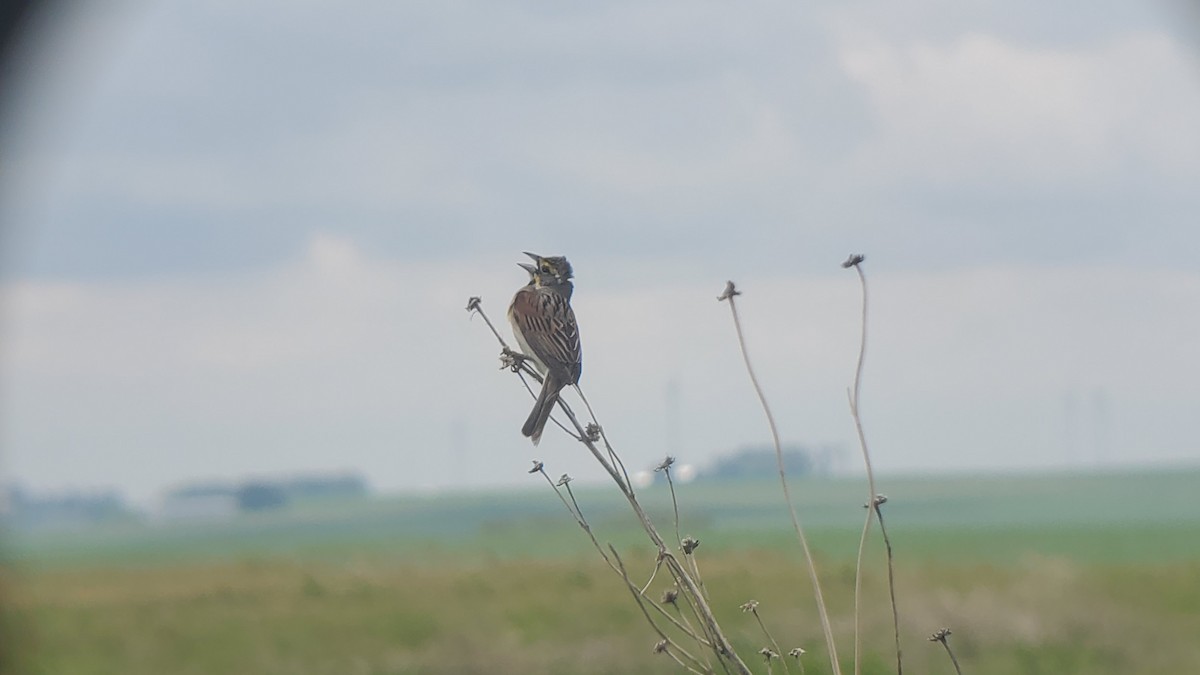 Dickcissel - Ian Wildeman