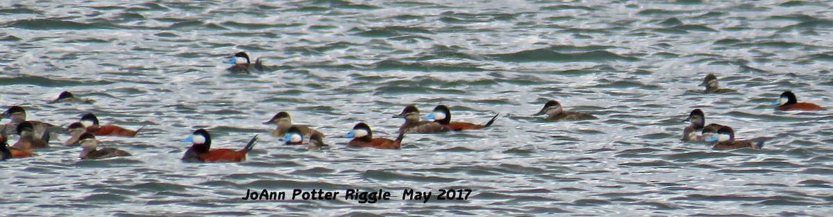 Ruddy Duck - ML58821061