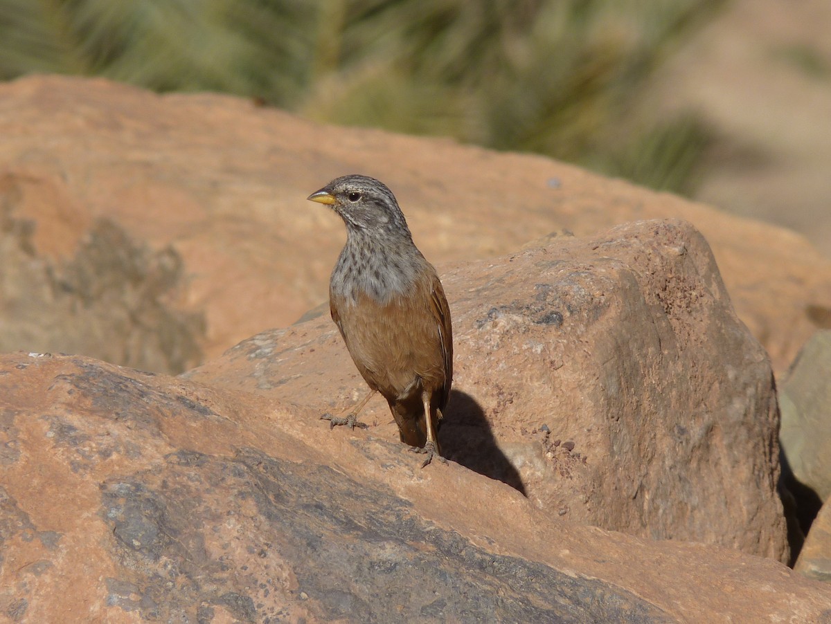 House Bunting - ML588210631