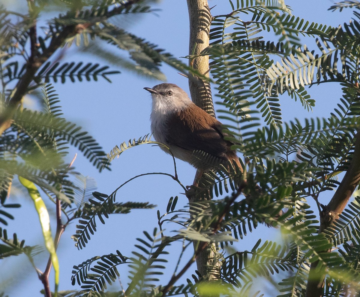 Apalis namaqua - ML588210831