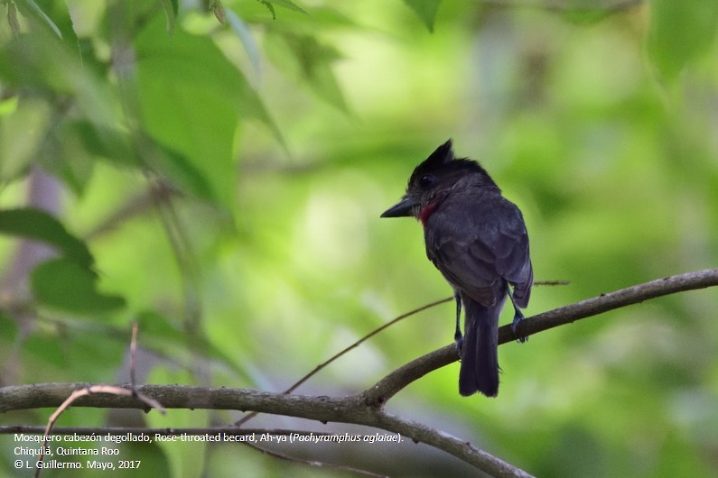 Rose-throated Becard - ML58821121