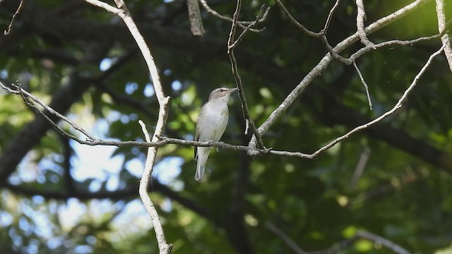 Viréo aux yeux rouges - ML588211211