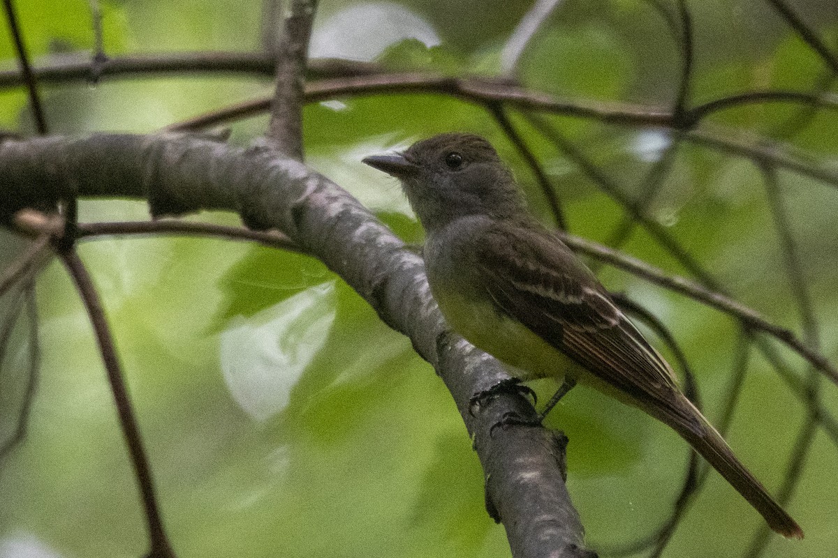 Great Crested Flycatcher - ML588212021