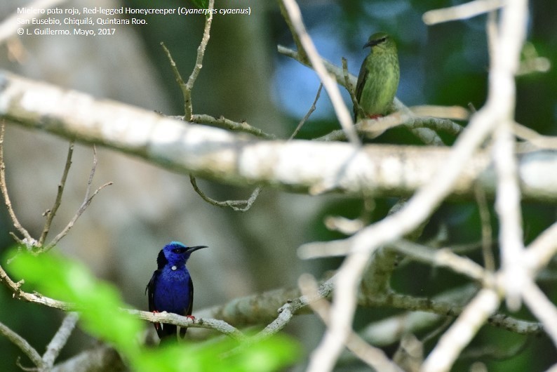 Red-legged Honeycreeper - ML58821271