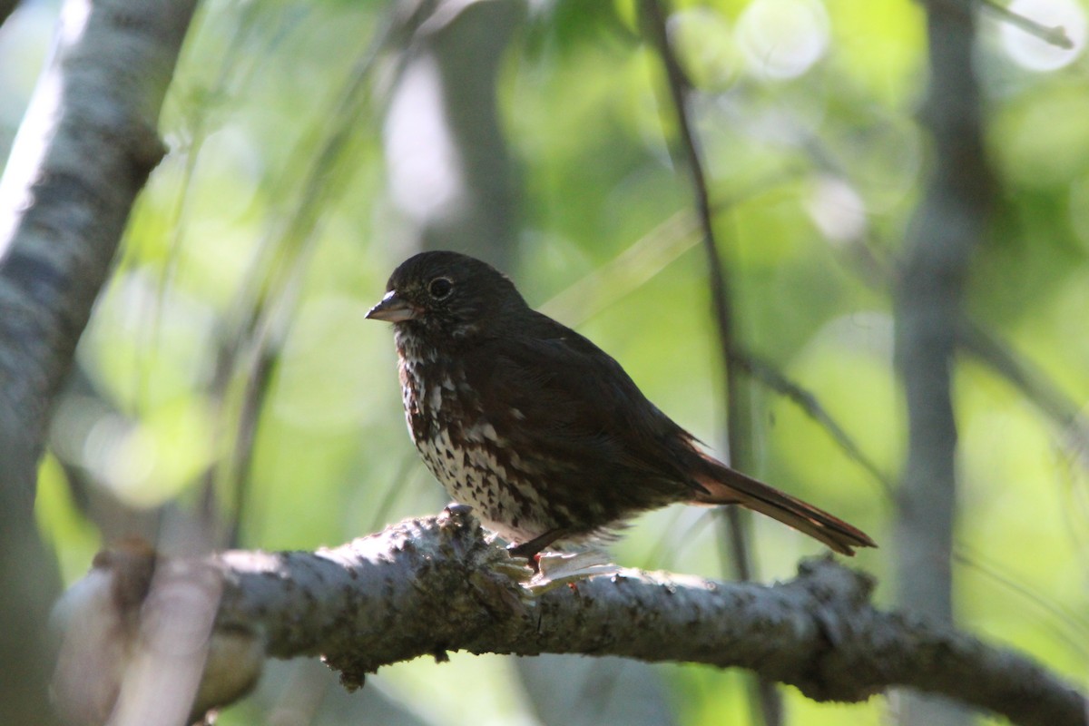 Fox Sparrow (Sooty) - Troy Herrel