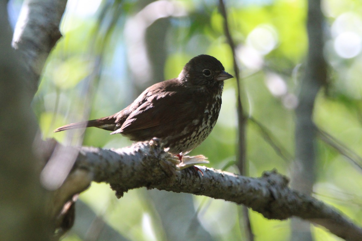 Fox Sparrow (Sooty) - Troy Herrel