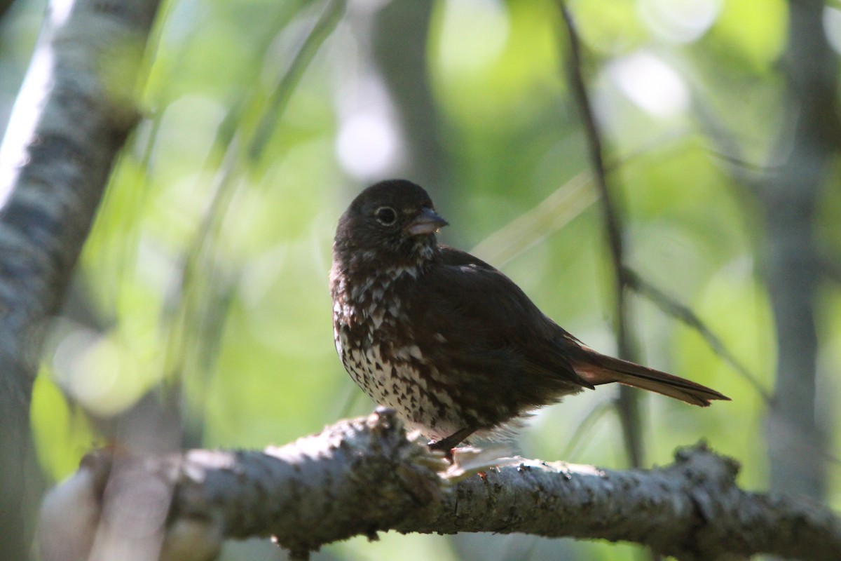 Fox Sparrow (Sooty) - Troy Herrel